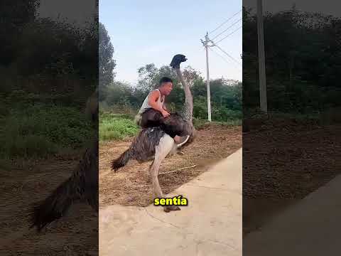 Este Chico Cometió Un Grave Error Al Montarse Sobre Un Avestruz ? thumbnail