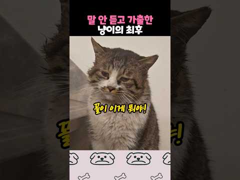 당당하게 가출했다가 돌아온 냥이 thumbnail