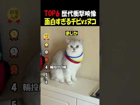 人間に翻弄される猫さん thumbnail