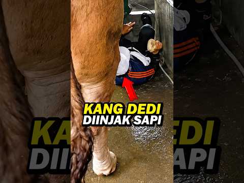 WADUH!! KANG DEDI MULYADI TERJATUH SAAT MEMANDIKAN SAPI BUAT IDUL ADHA #dedimulyadi #kangdedimulyadi thumbnail