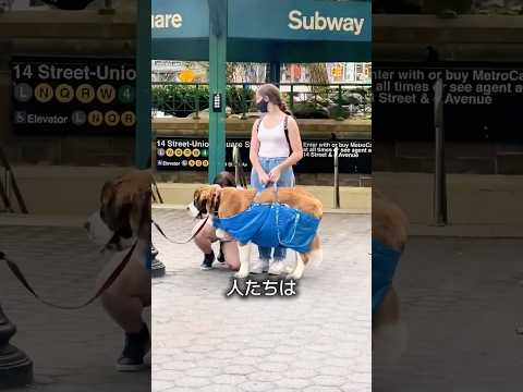 犬をIKEAのバッグに入れる理由 thumbnail