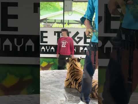 เสือจะกินคนเสื้อแดง thumbnail