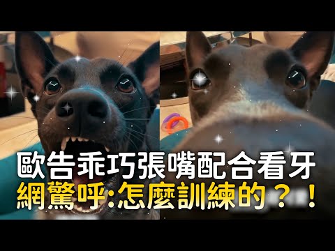 歐告乖巧張嘴配合看牙　網驚呼:怎麼訓練的？！｜#寵物雲 thumbnail
