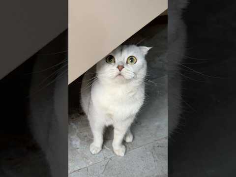 😳 #cat #cats thumbnail