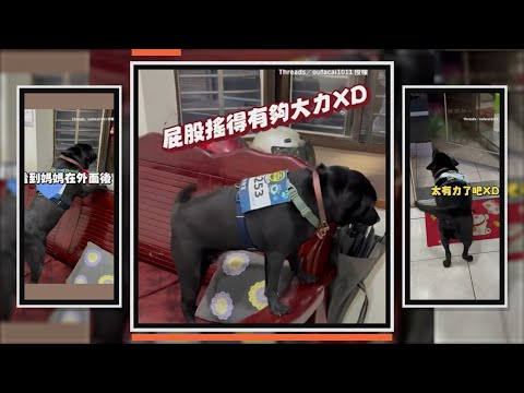 黑狗見媽媽回家開心搖尾巴超賣力XD thumbnail