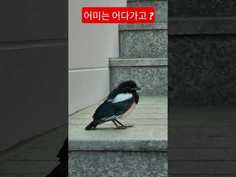 출근길 계단에서 만난 새끼 까치 어미를 찾는건지 마음이 찡하네요 #울엄마 #홍시 #나훈아 #트로트 #안중태tv #shorts thumbnail