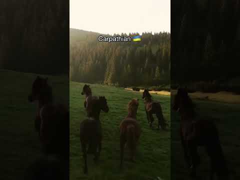 Most Beautiful Places in Ukraine ?? | #shorts #travel #explore #nature #viral #adventure thumbnail