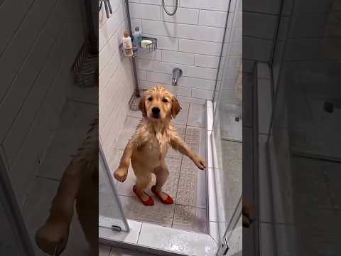 Ascolta ora LA DONNA CON I TACCHI ? la trovi ovunque e presto esce il video❤️ thumbnail