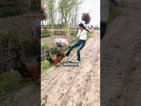 จากมั่นหน้าสู่หน้าคว่ำ! เมื่อหญิงสาวลองดีกับไก่บ้าน #shorts #knowledge #chicken #ไก่บ้าน thumbnail