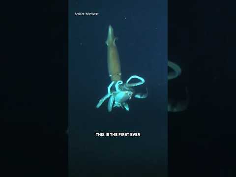 The First Ever Footage of a Giant Squid thumbnail
