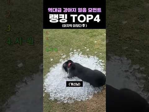 역대급 강아지 얼음 모먼트 랭킹 TOP4 thumbnail