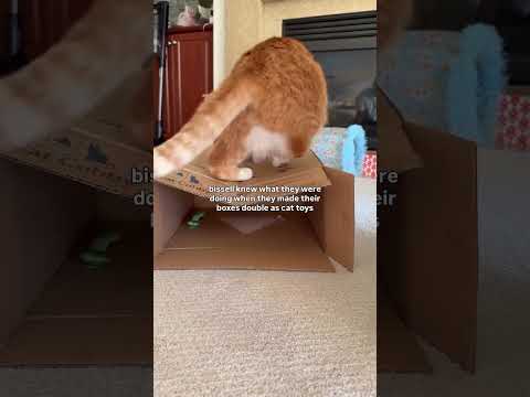 I love when brands have thoughtful packaging design ? bissellclean #funnycats #cutecats #catmom thumbnail