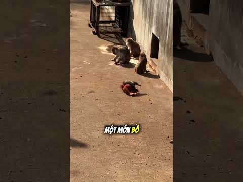 Câu chuyện đáng thương của chú khỉ con Punch 🐵😢 thumbnail