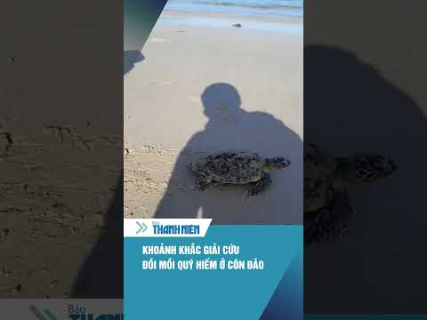 Xúc động khoảnh khắc giải cứu đồi mồi quý hiếm ở Côn Đảo #shorts thumbnail
