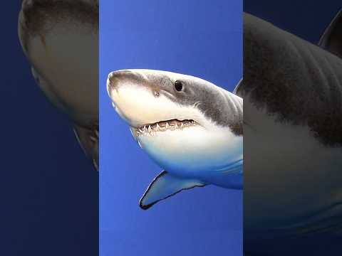 Hyper-realistic shark #drawing #art thumbnail