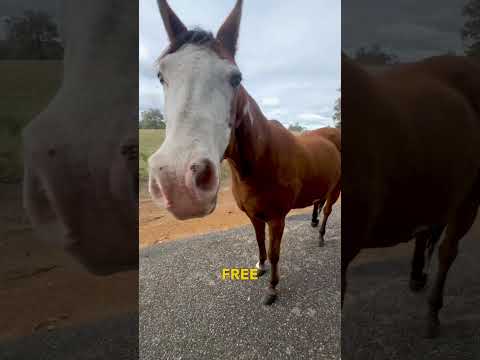 Horse Follows Jogger - Ozzy Man Quickies thumbnail