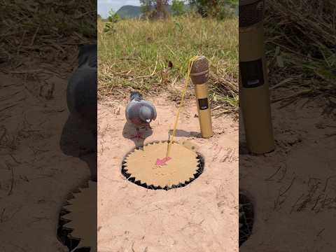 Amazing DIY Pigeon Trap Using Paper and hole #youtubeshorts thumbnail