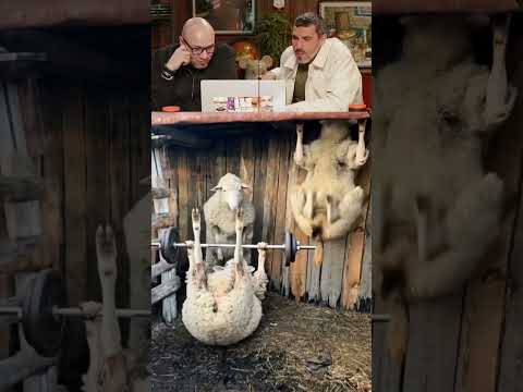 Барашек друзей позвал 😂 thumbnail