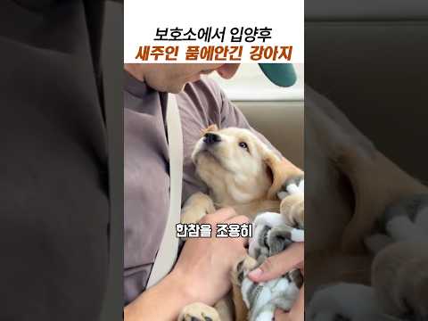 보호소에서 입양후 처음 새주인에게 안긴강아지#강아지입양#귀여운강아지 thumbnail