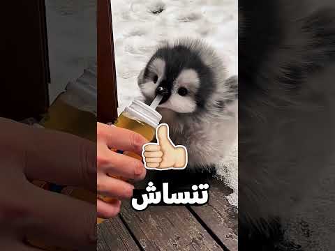 مش هتصدق لقوا إيه في الكيكه? thumbnail