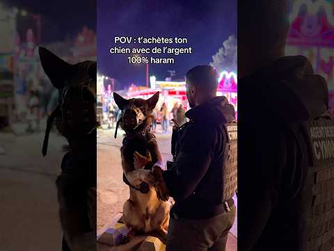Il est cassé je crois 😭 #malinois #haram #tren thumbnail