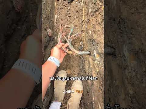 ขุดผิดวิธีเพียงครั้งเดียวอาจก่อให้เกิดปัญหาใหญ่ได้ thumbnail