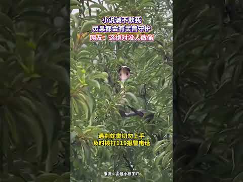 小說誠不欺我，靈果都會有靈獸守護。網友：這絕對沒人敢偷。 thumbnail