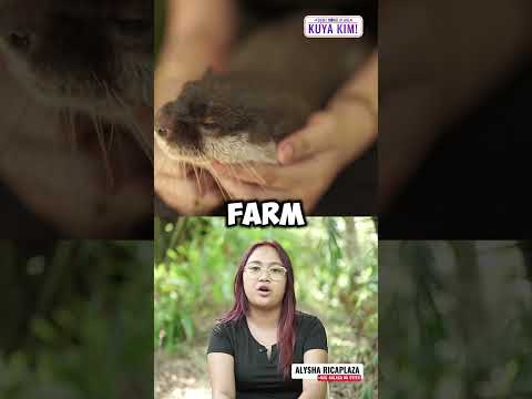 Gaano nga ba kahirap mag-alaga ng otter? | Dami Mong Alam, Kuya Kim! thumbnail