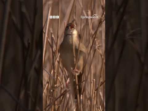 Sound on for the mesmerising call of the grasshopper warbler 🔉🐦😍 thumbnail