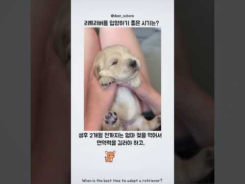 리트리버를 입양하기 가장 좋은 시기는? thumbnail