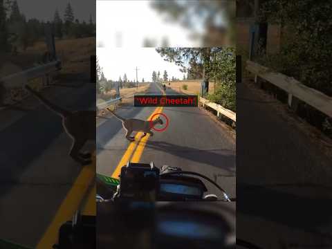 Biker Runs Over Wild Cheetah ? thumbnail