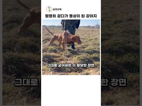 헝가리안 비즐라 갑자기 굳어버린 놀라운 이유 #동물 thumbnail