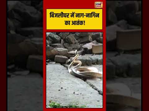 Naag Nagin Ka Joda  |  Viral VIdeo | बिजलीघर में नाग नागिन का आतंक! | #viralvideo #shorts thumbnail