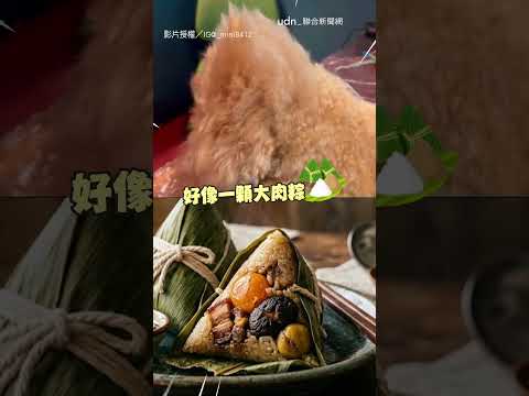 【好扁】根本是會動的肉粽！貴賓特殊髮型超爆笑｜貴賓｜搞笑 thumbnail