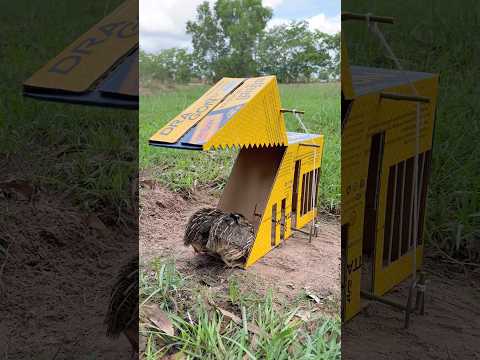 Creative Unique Quail Trap  Using Cardboard Box #shorts thumbnail