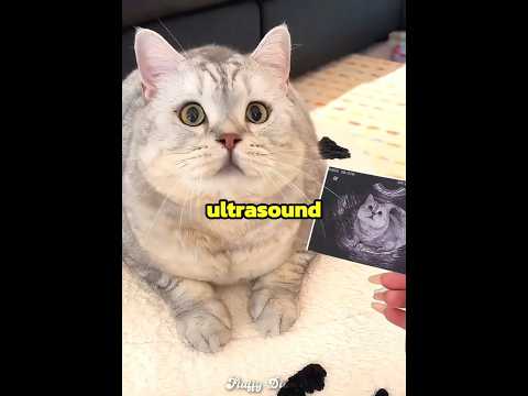 When this cat became dad ??? thumbnail