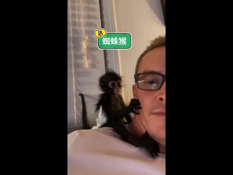 國外大叔養了一隻蜘蛛猴當寵物 #老鐵家的毛孩子 #我家毛孩子有絕活 #動物的迷惑行為 #記錄可愛的動物 @快手熱點(O3xddgkd5fav5if9) @快手寵物(O3xdzi7gzwye5gsa) thumbnail