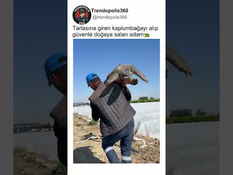 Tarlasına Giren Yaşlı Kaplumbağanın Hayatını Kurtaran Çiftçi Abimiz?? thumbnail