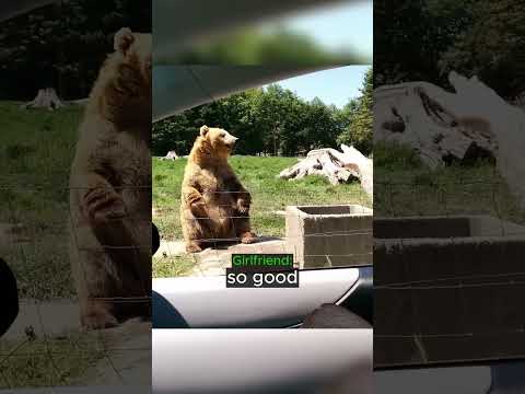 Friendly Bear Catches Food... thumbnail