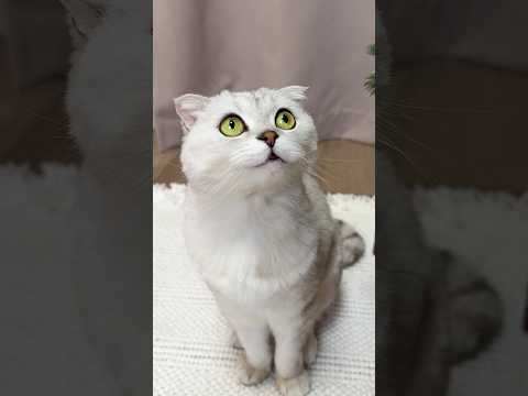 🙂 #cat #cats #funnycats thumbnail