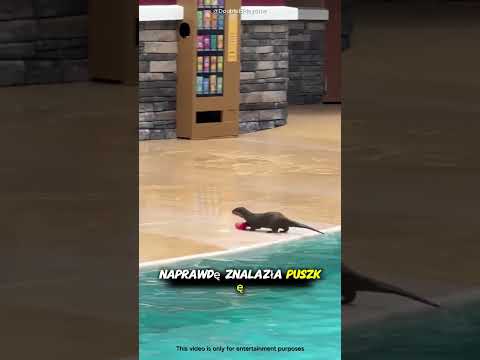 Ta Wydra Jest Mądrzejsza Niż Większość Ludzi! 🤯🦦#shorts thumbnail