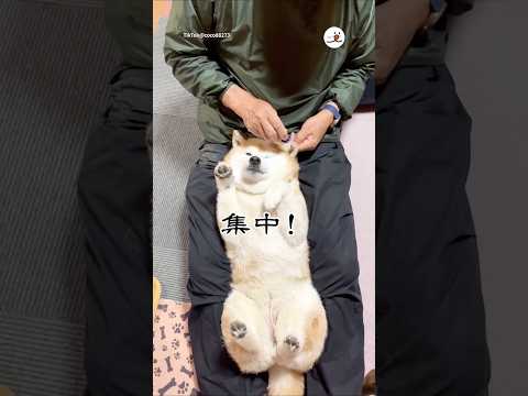 今日はお耳のお薬を頑張ります💪｜PECO thumbnail