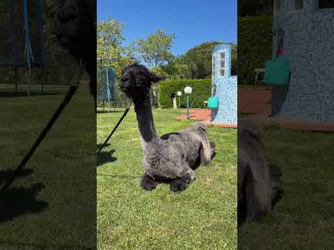 Pomeriggio in compagnia di due amici a quattro zampe coccolosi 🦙🦙 #salvoegiorgia thumbnail