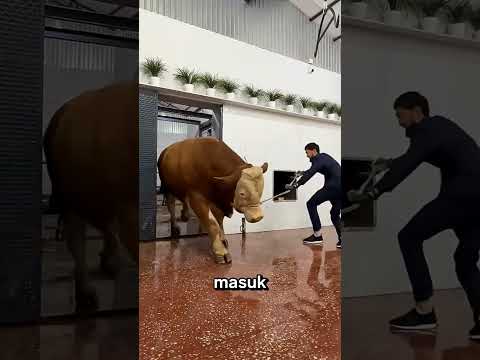 Lantai Rumah Potong Ini Dibuat Licin Agar Sapi Mudah Ditangani thumbnail