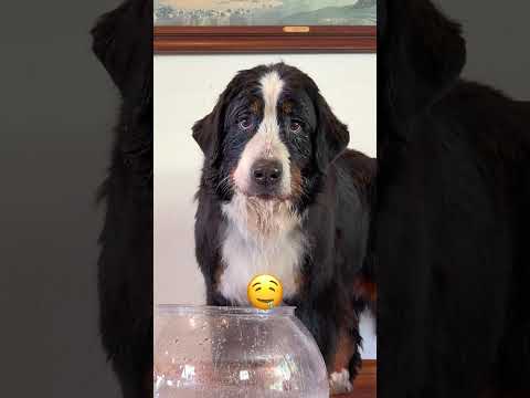 Training for the underwater cheese olympics 🧀🌊 #funnyanimals #bernesemountaindog #malinois thumbnail