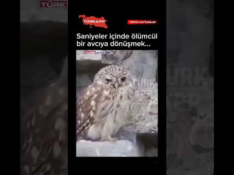 “Avcı Modu” Açıldı: Baykuşun İçindeki Gerçek Avcı Ortaya Çıktıyor 🦉 (AÇIKLAMA👇🏻) #ovl #viral #fyp thumbnail