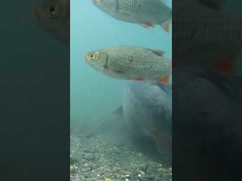 This Carp Take Was INSANE thumbnail