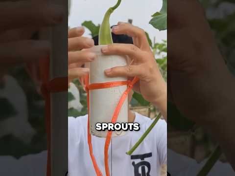 The Genius Reason He Traps Gourds Inside Molds 🤯 thumbnail