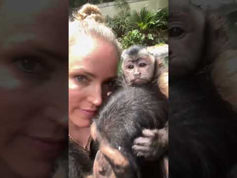 #monkey #chimp #cute #animals #love thumbnail