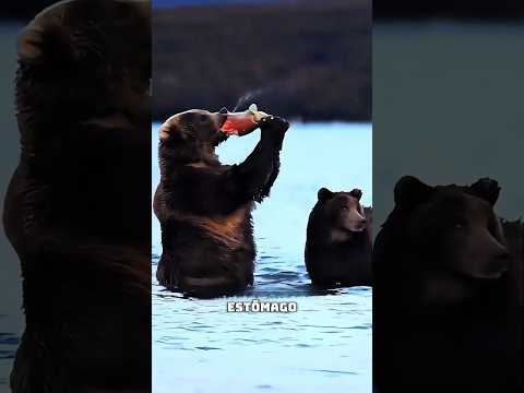 ¿Por qué los osos pardos solo le dan unos mordiscos al salmón y luego lo tiran? thumbnail